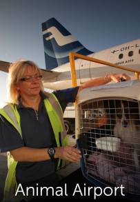 Airport security: animali